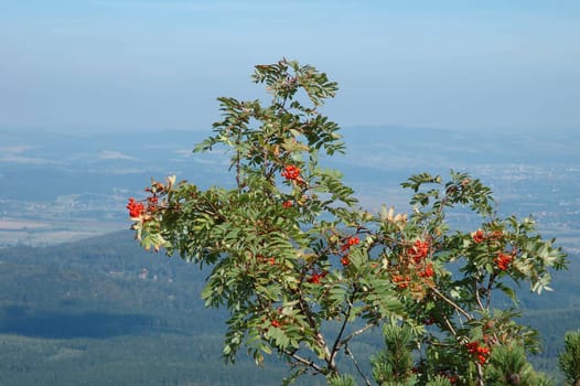 Branch of rowan somewher in Karkonosze mountains in Poland