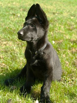 pure bred german shepard puppy with ears pointing