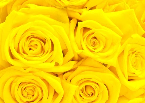 beautiful yellow roses