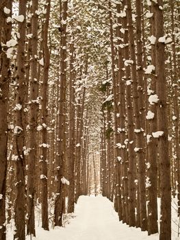 hiking trail lined by white pine trees in winter