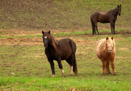 horse keeping an eye on the ponies