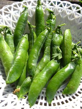 Fresh green pods of peas lay in a plate