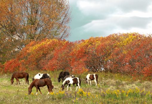 horses grazing in a field in autumn