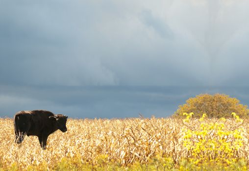 young buffalo in a field in autumn