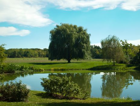 spring landscape with pond