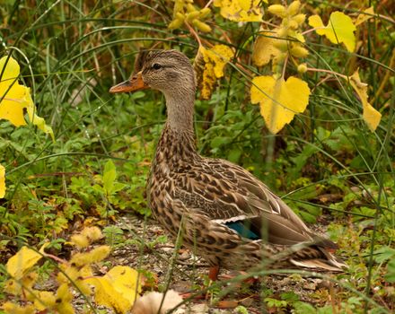 female mallard duck