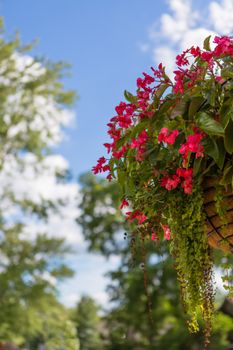 Close up shot of hanging flower on a pot over the nature background