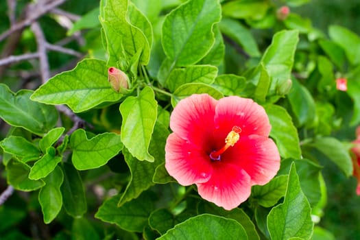 Hibiscus and its natural green background in its environment