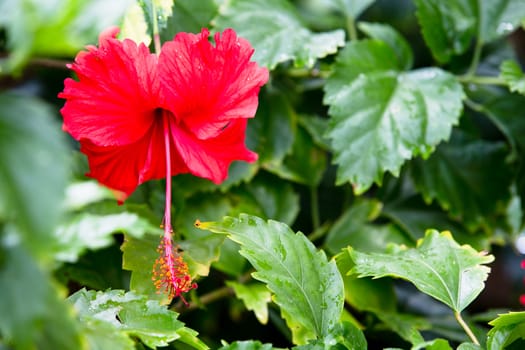 Hibiscus and its natural green background