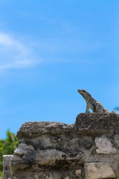 Iguana posing on Mayan Ruins at Tulum Mexico