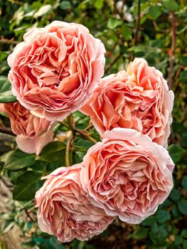 pink roses in a garden