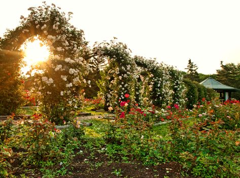 formal rose garden with arching trellises