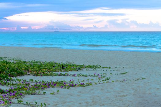 Morning Glory's are at the beach on the sand at sunrise.