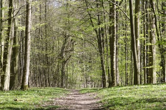 Walking path in a beech forest in spring