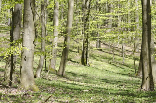 Bright beech forest in spring with many fresh leaves