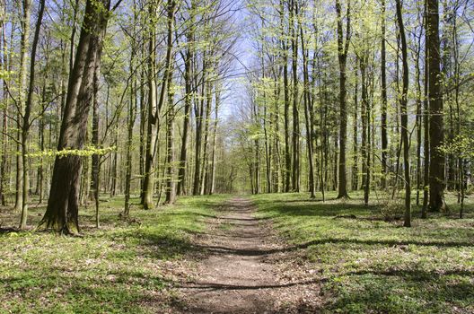 Walking path in a beech forest in spring