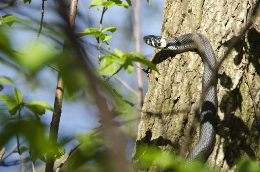 Grass snake, Natrix Natrix climbing a tree in spring