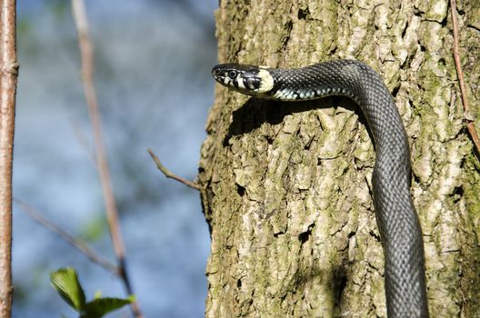 Grass snake, Natrix Natrix climbing a tree in spring