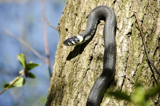 Grass snake, Natrix Natrix climbing a tree in spring