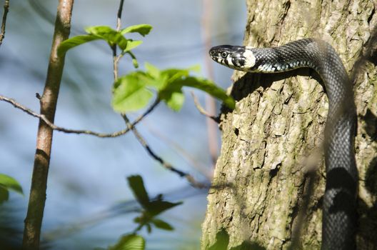 Grass snake, Natrix Natrix climbing a tree in spring