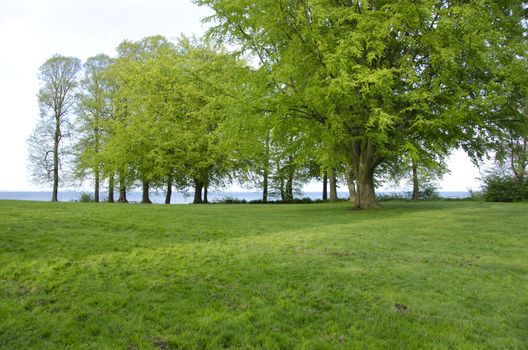 Park at the sea with fresh green grass and trees in spring