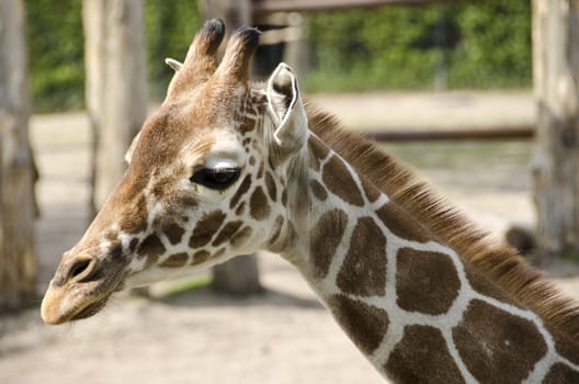 Head of a young giraffe, Giraffa camelopardalis