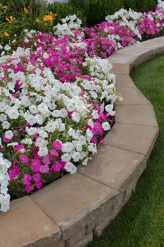 Pink and White Petunias on the brick flower bed