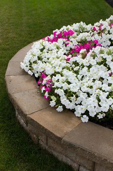 White and some pink petunias are on the brick retaining wall