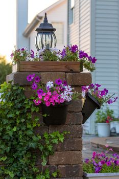 Colorful petunias on the brick pillar along with green leaves of climbing plant.