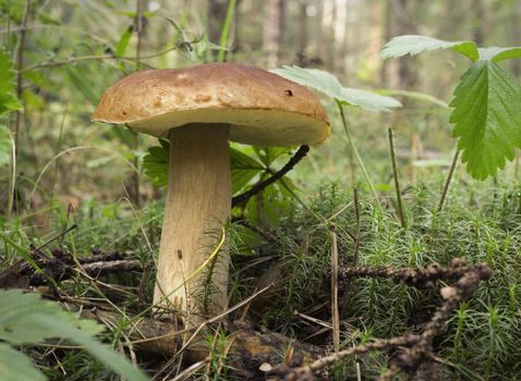 One mushroom boletus on the moss in the summer forest