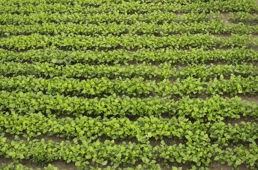 Crops of mustard as a green manure an field in summer