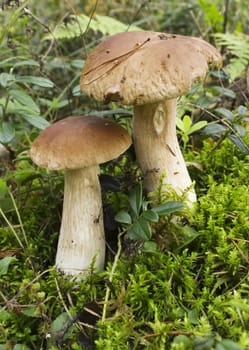 Two mushrooms boletus on the moss in the summer forest