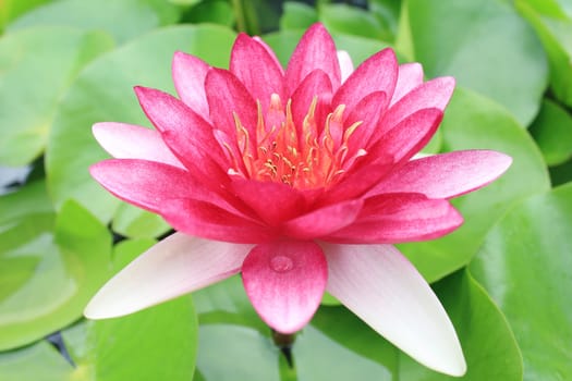 Red water lily with lotus leaf on pond