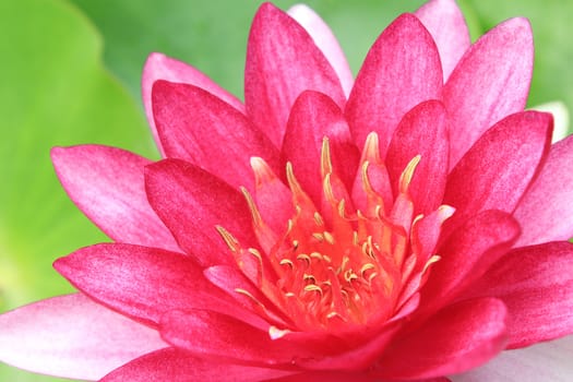 Red water lily with lotus leaf on pond