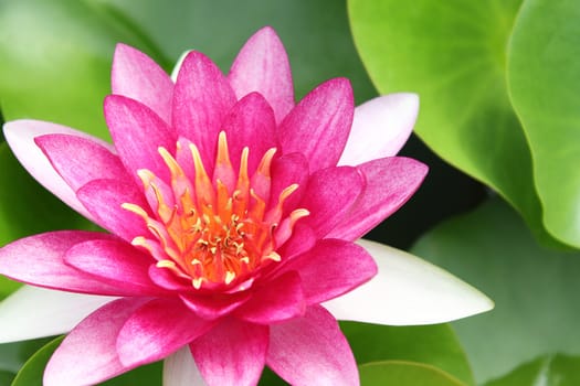 Red water lily with lotus leaf on pond