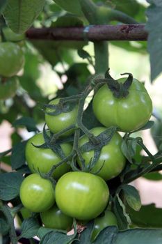 Tomatos on a vine