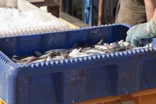 Fresh sea fishes in boxes