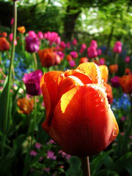 Tulip after a light rain with raising sunshine.         