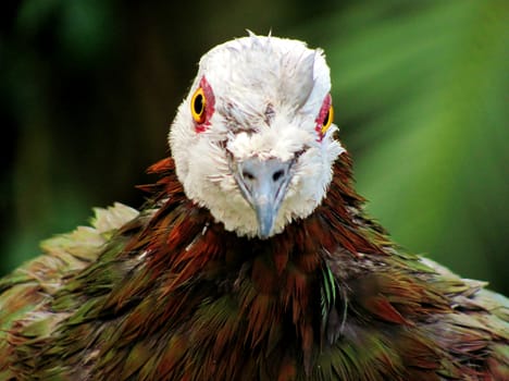 Head shot of a strange looking bird.