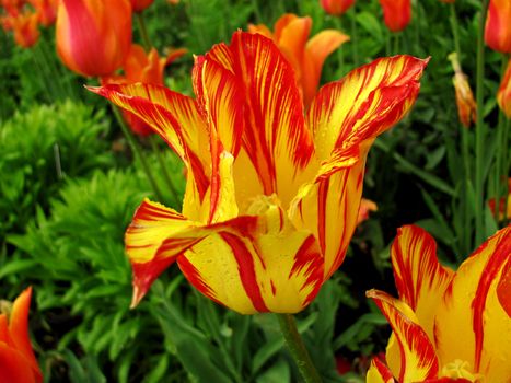 Bicolor tulip with raindrops after a light rain