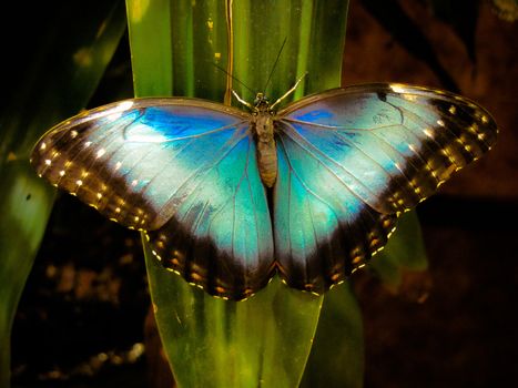 Vivid Blue Morpho Butterfly on Tropical Leaf