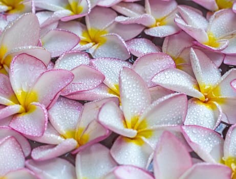 Pink frangipani flowers with on the water