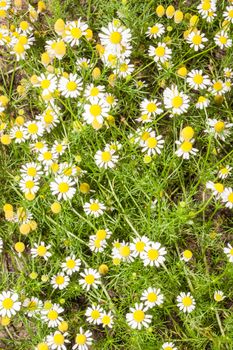 Anthemis arvensis is a species of the genus Anthemis and in the Asteraceae family. In addition, this plant is used like an ornamental plant.