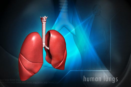 digital illustration of a Human lungs