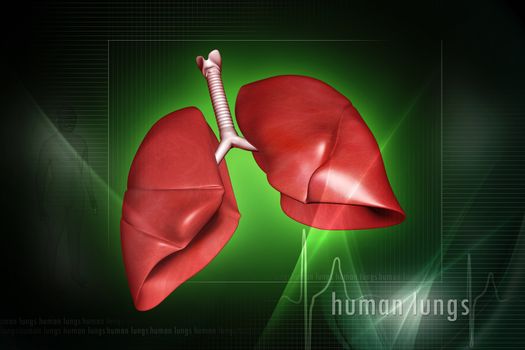 digital illustration of a Human lungs