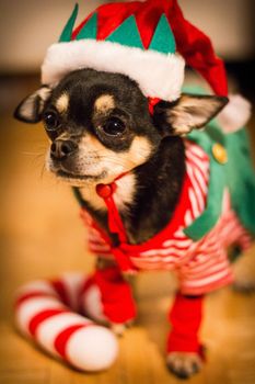 Chihuahua wearing a christmas elf costume
