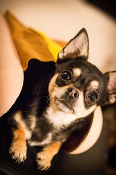 Chihuahua wearing a hot dog costume