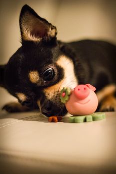 Chihuahua looking at good luck almond paste pig