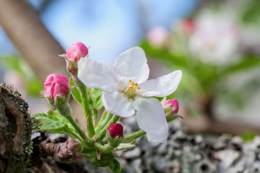This image shows a m macro from a Apple Blossom