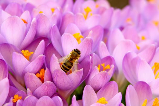 This image shows a bee in a crocus flowerbed